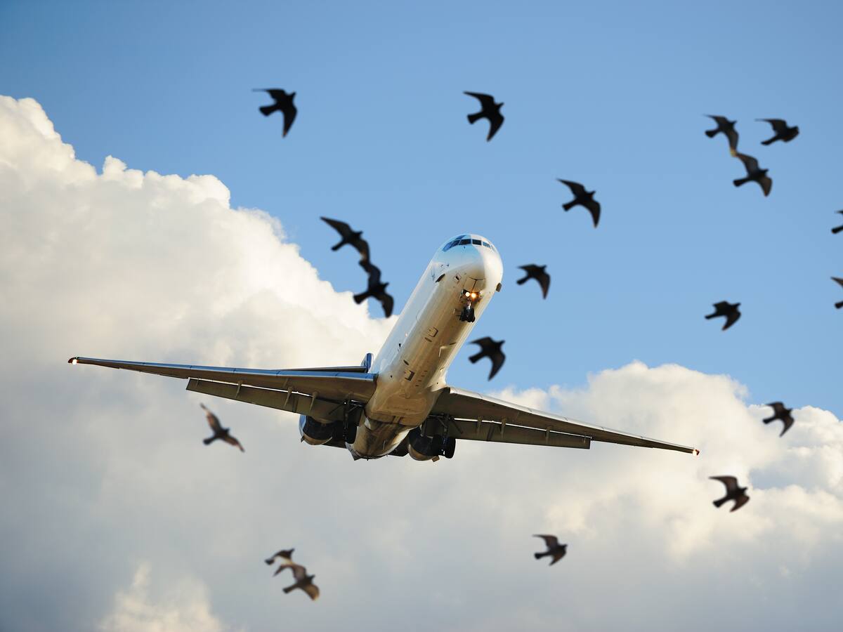 Gaviotas dominicanas obligan a suspender vuelos en Chile: este es el inusual método que utilizará el Aeropuerto de Santiago