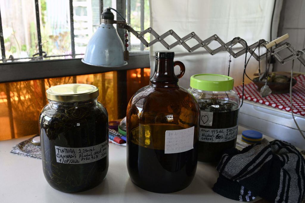 Cultivo personal de cannabis para temas medicinales en Argentina