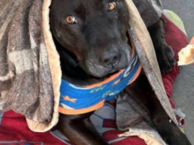 Municipalidad de Quilpué anuncia querella tras asesinato de perro comunitario