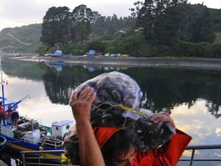 Choritos han sido víctimas de la acidificación del océano chileno