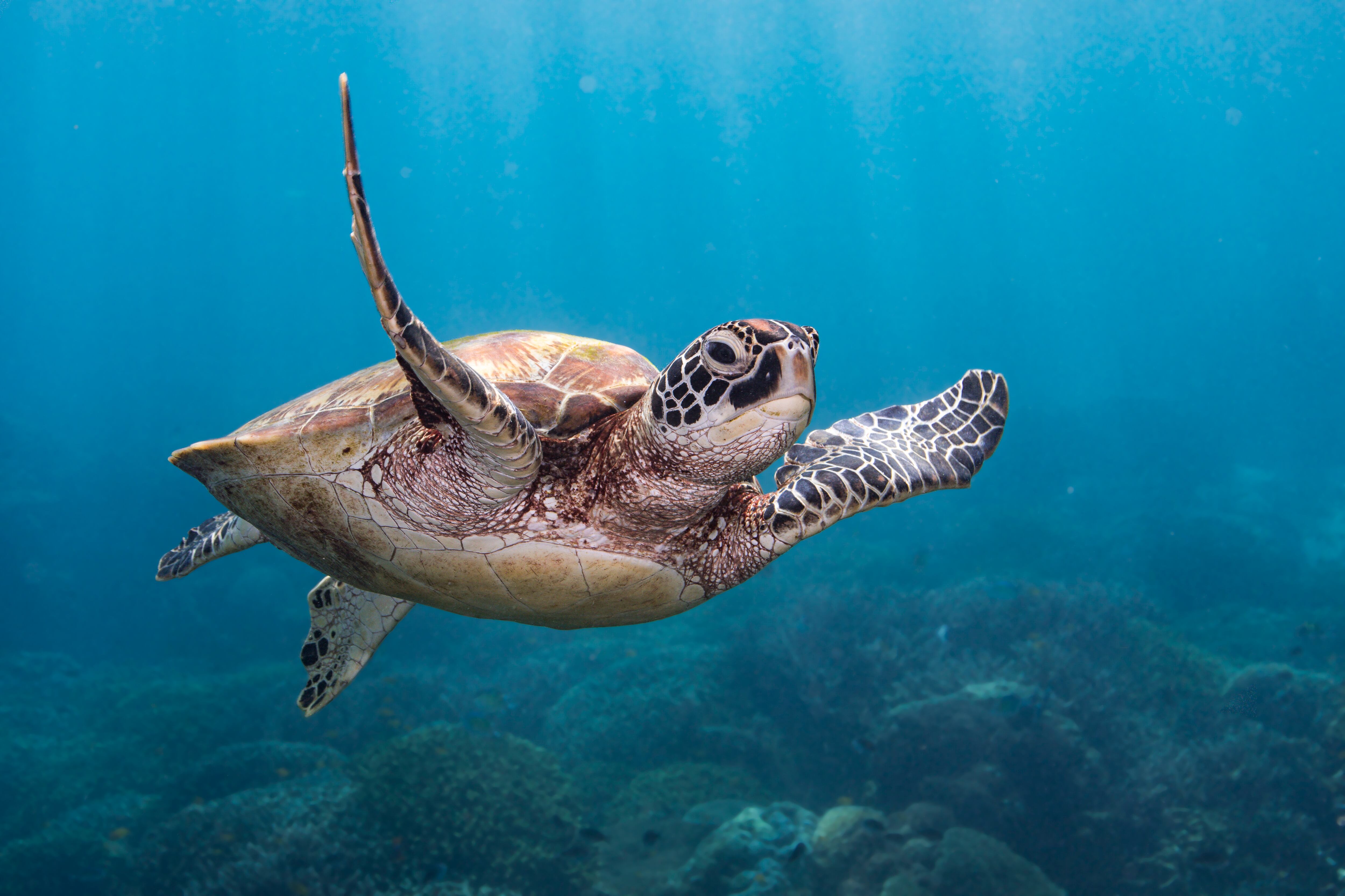 Tortuga verde