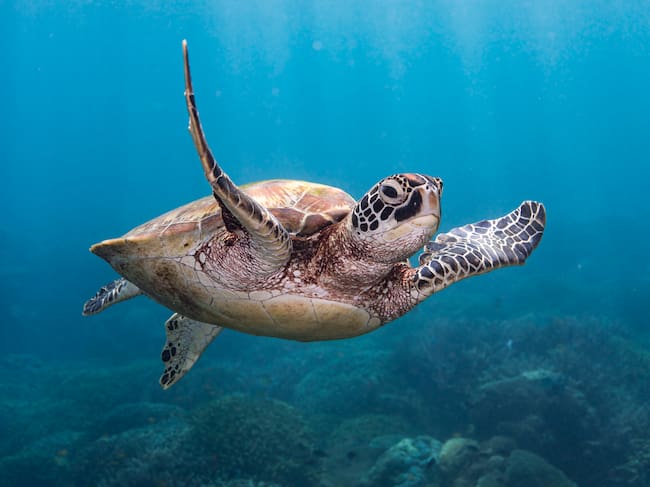 Tortuga verde