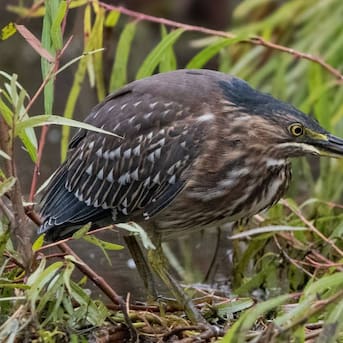 Registran ave en la región de Valparaíso que no era vista desde hace 60 años