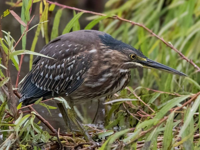 Registran ave en la región de Valparaíso que no era vista desde hace 60 años