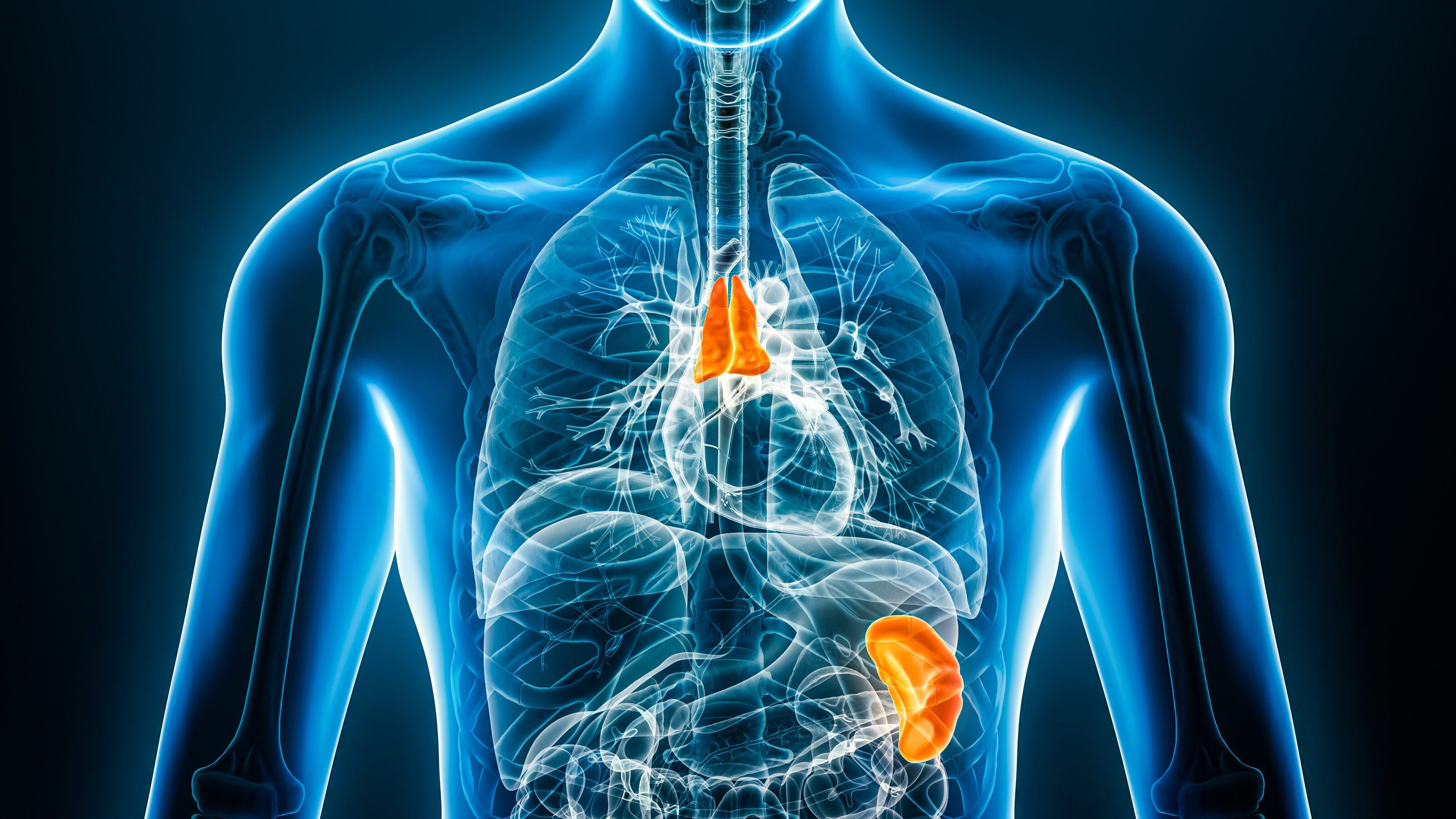 Xray thymus and spleen internal organ 3D rendering illustration with male body contours. Human anatomy, lymphoid system, medical, biology, science, healthcare concepts.