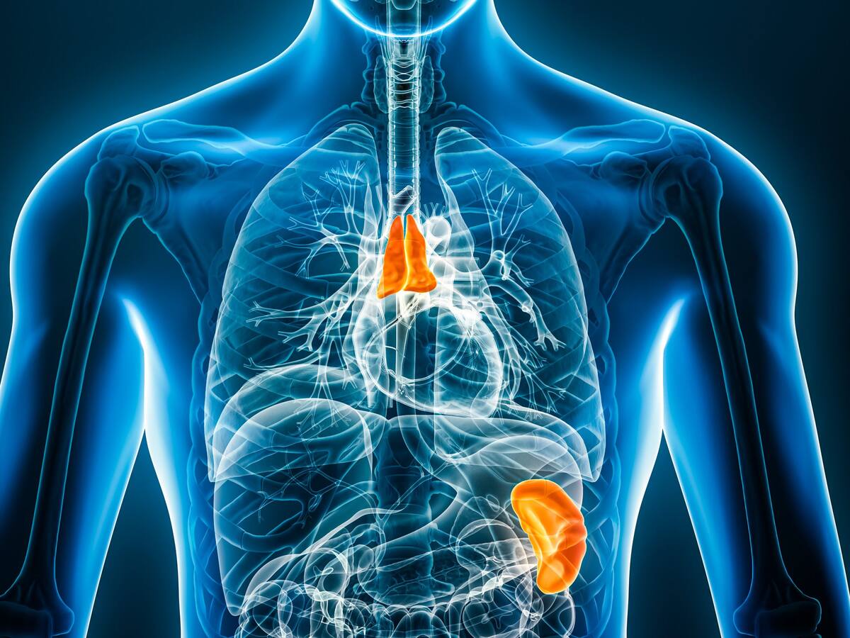 Glándula considerada «inútil» podría ser fundamental en la lucha contra el cáncer