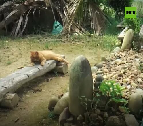 Captura RT