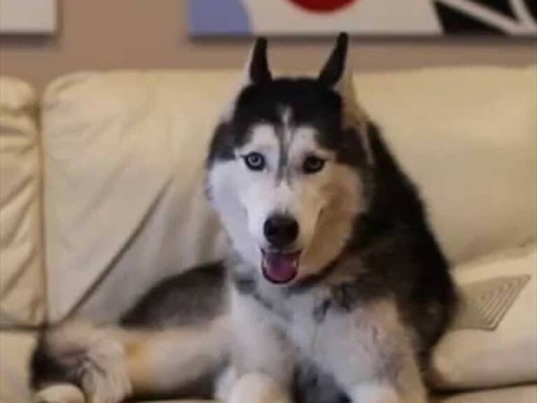 Murió Mishka, el verdadero perro «que habla»