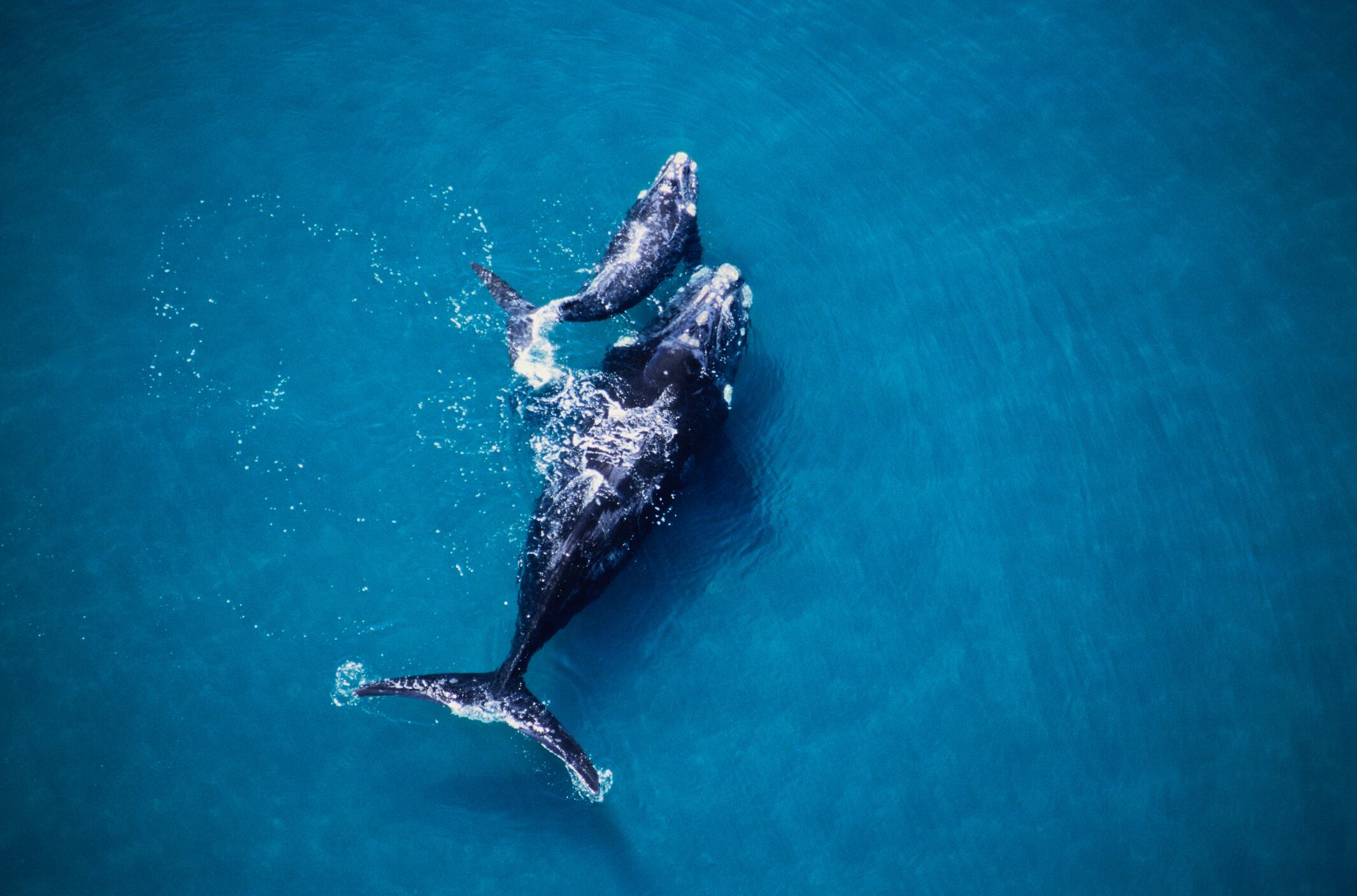 ballenas franca austral