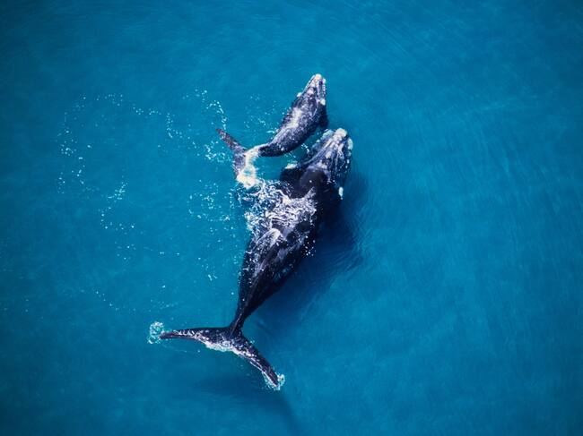 ballenas franca austral