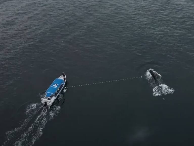 ¿Cómo evitar el choque de embarcaciones con ballenas? Documental chileno se exhibirá en la Expo Osaka 2025
