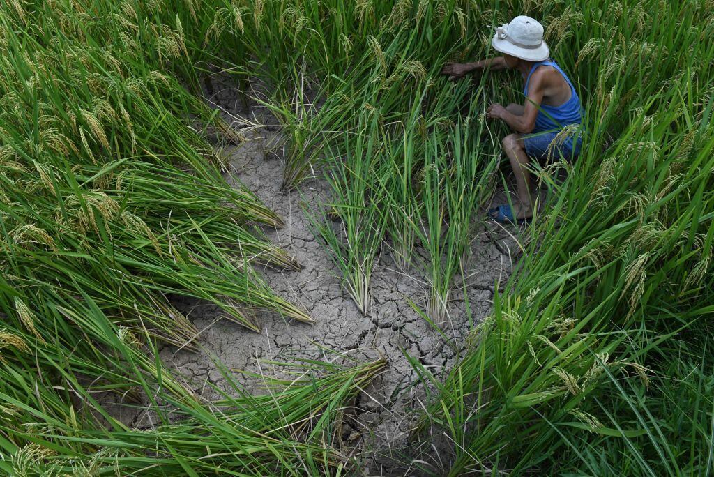 Las altas temperaturas provocan una grave sequía en Chongqing