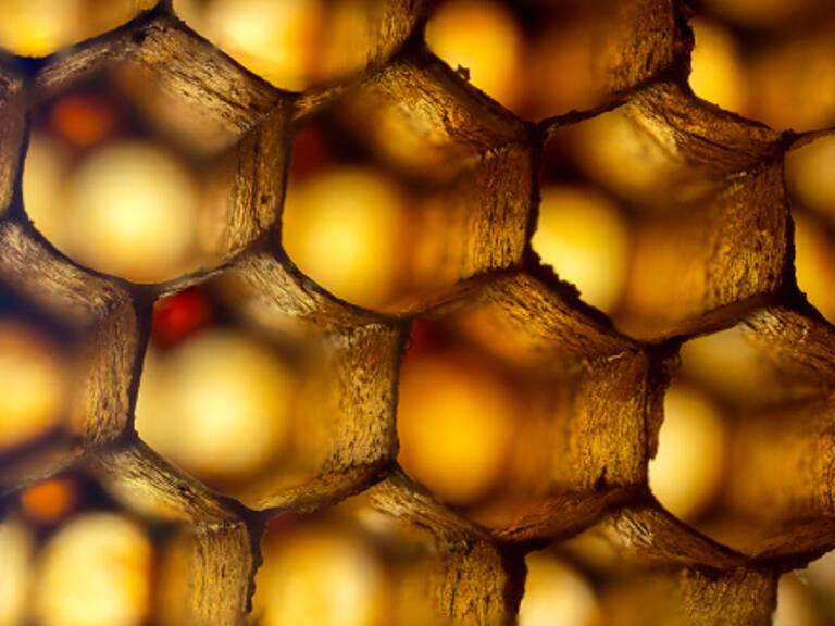 Sebastián Echeverría, uno de los autores de investigación sobre forma en que se organiza la naturaleza: "Encontramos algo bastante interesante, que son los patrones laberintos"