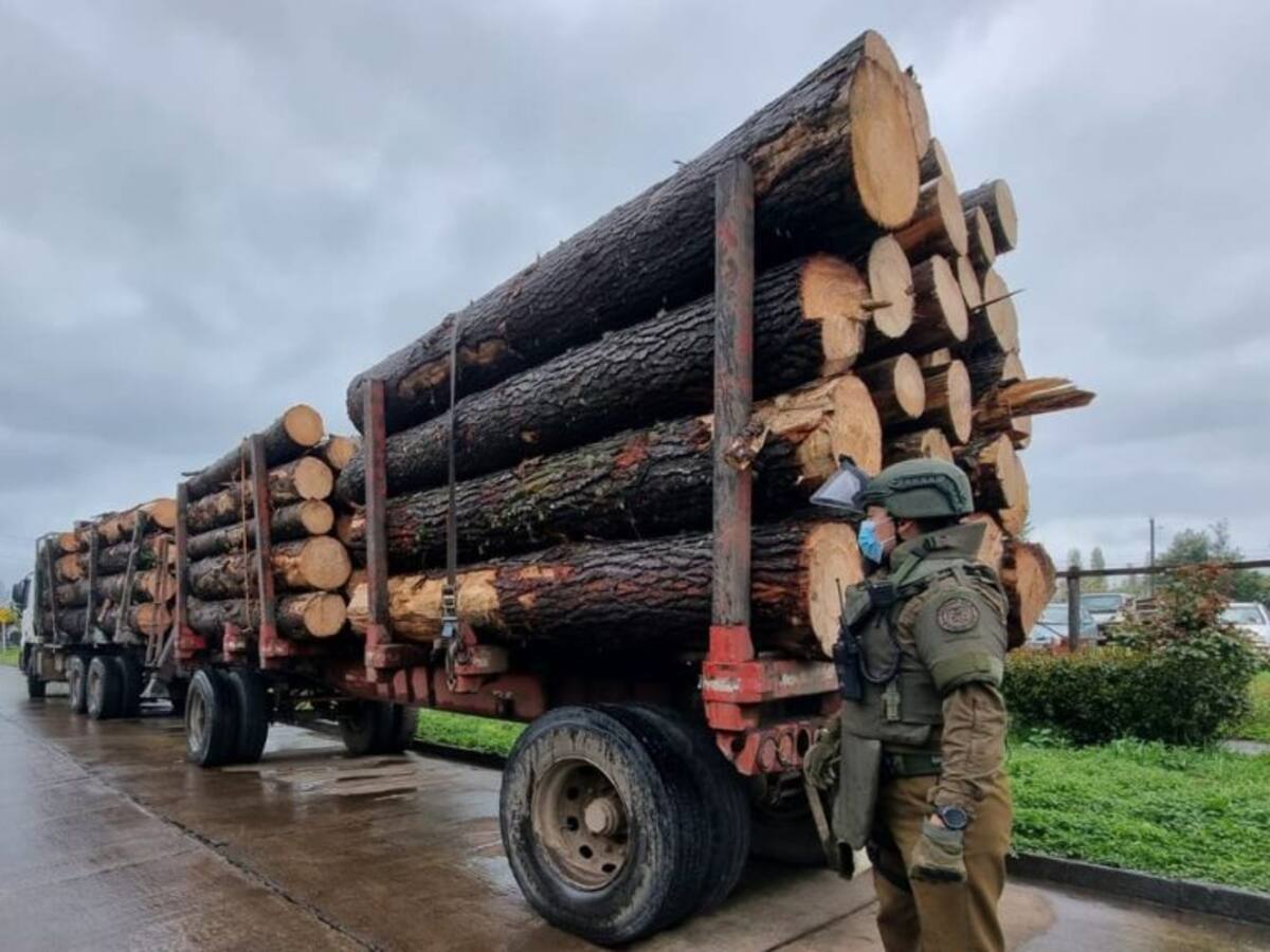 «Operación Radiata»: megaoperativo por robo de madera deja 39 personas en prisión preventiva y tres bandas desarticuladas