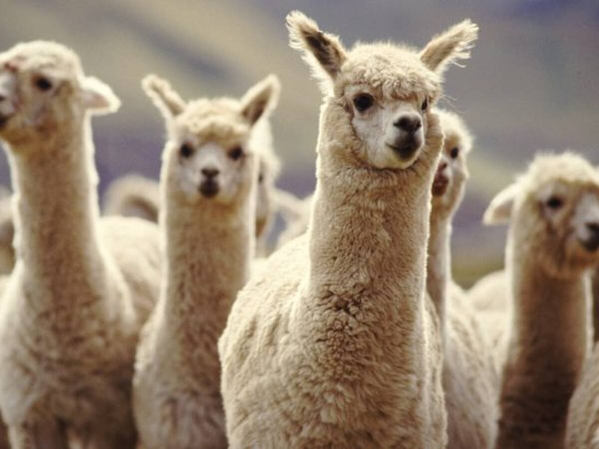 U. Austral acordó con laboratorio europeo licencia para uso en investigación de anticuerpos contra el SARS-CoV2 en base a alpacas