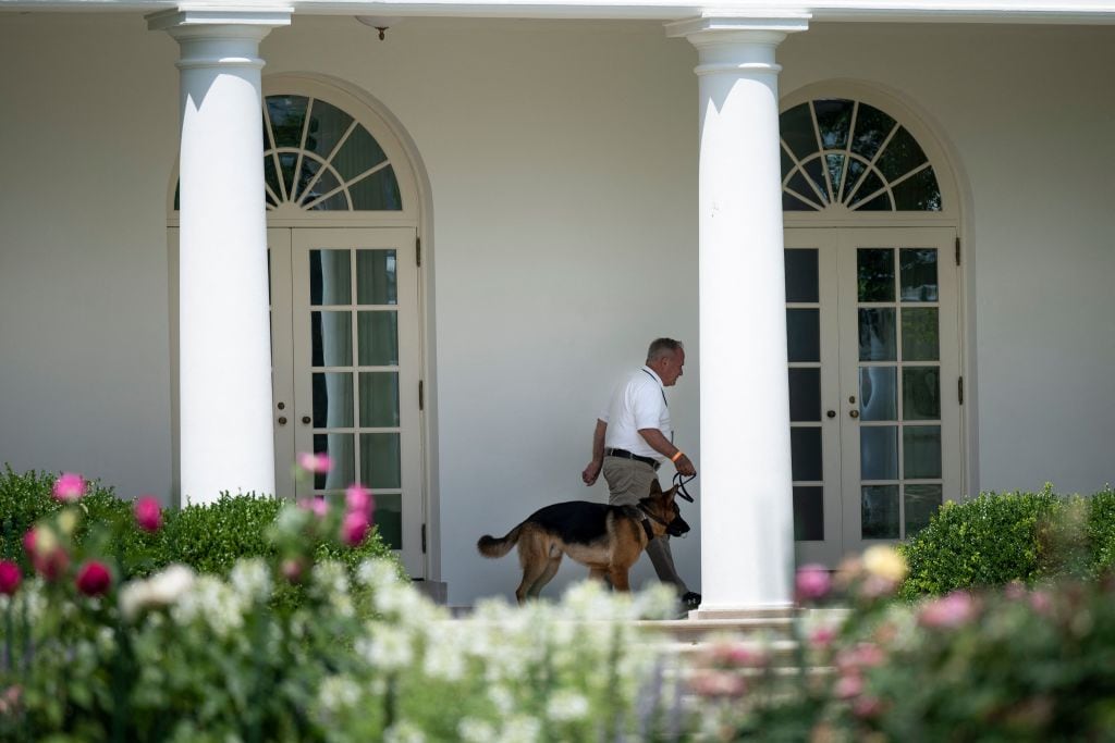 La mascota de Joe Biden cumple sus caminatas por la Casa Blanca de EEUU