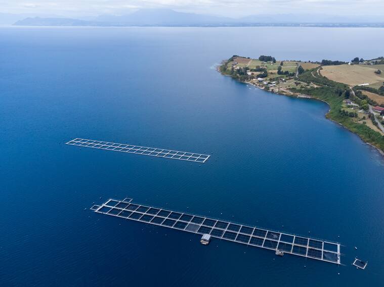 28 DE FEBRERO 2023 / TOTORAL
Instalaciones de jaulas de cultivo de salmones en el lago Llanquihue en la comuna de Totoral.
FOTO: FELIPE CONSTANZO / AGENCIAUNO