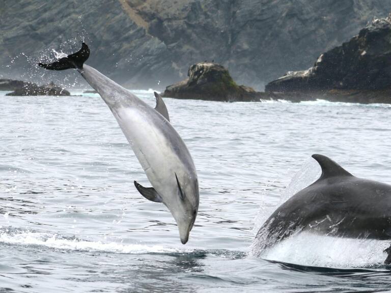 Varamiento de animales marinos aumentó un 2.425% por influenza aviar