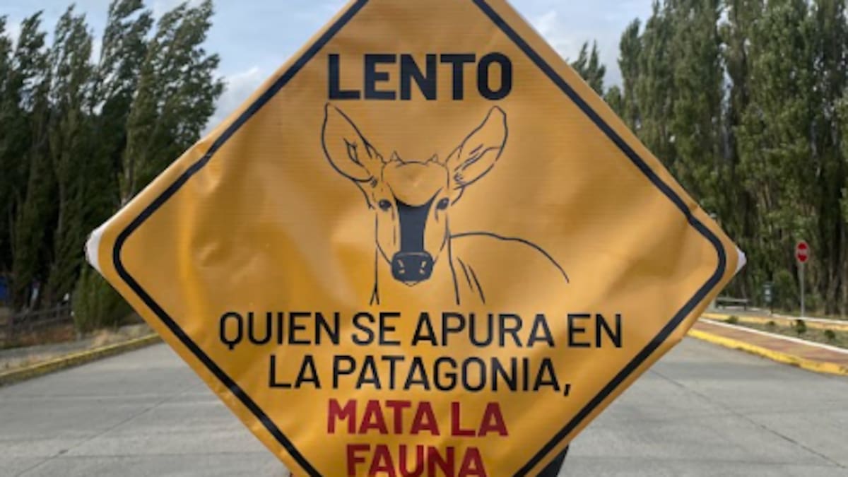 Tras atropello del huemul “Valentín”, lanzan campaña para frenar muertes en la Carretera Austral