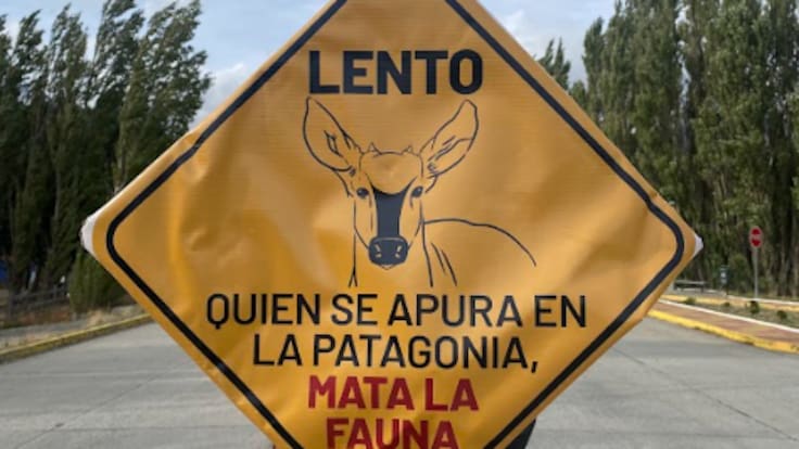 Tras atropello del huemul “Valentín”, lanzan campaña para frenar muertes en la Carretera Austral