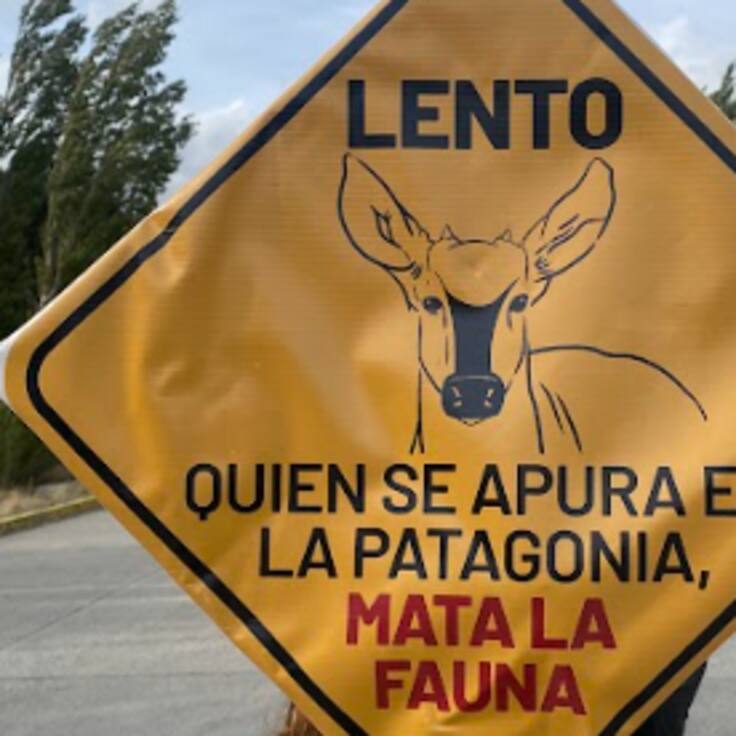 Tras atropello del huemul “Valentín”, lanzan campaña para frenar muertes en la Carretera Austral