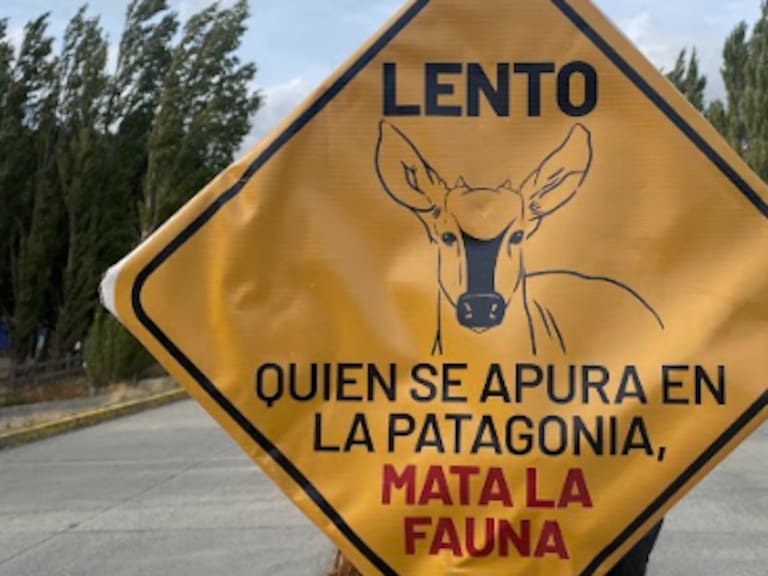 Tras atropello del huemul “Valentín”, lanzan campaña para frenar muertes en la Carretera Austral