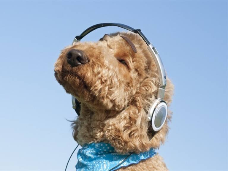 Spotify crea playlist para tus mascotas: Las define según su personalidad y estilo de vida