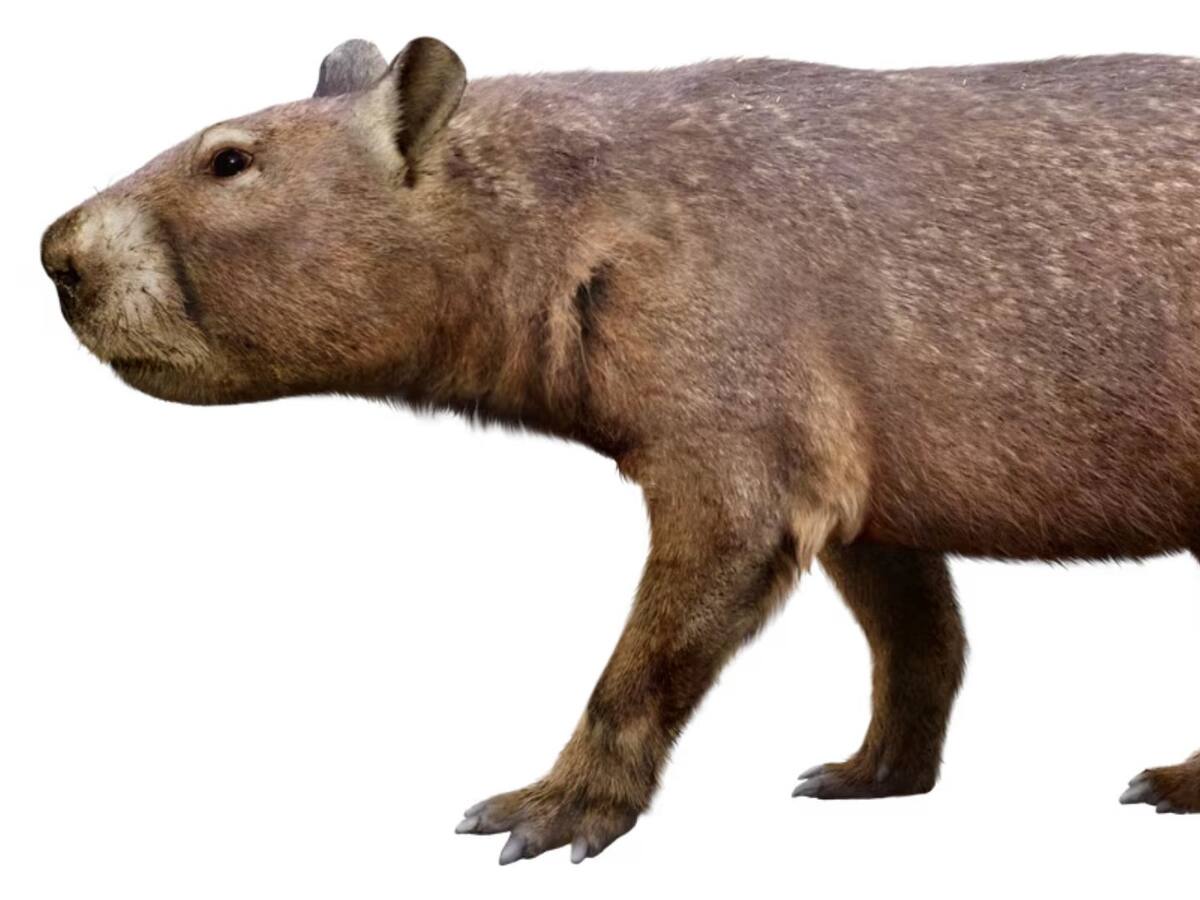 Del porte de un cerdo: descubren mamífero que habitó Chile hace 11 millones de años