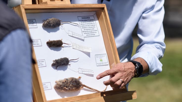 Alerta por hantavirus: esta es la región que concentra la letalidad más alta de Chile durante 2026