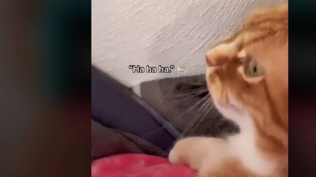 Joven le enseñó a su gato a reírse como humano y fue sensación en TikTok
