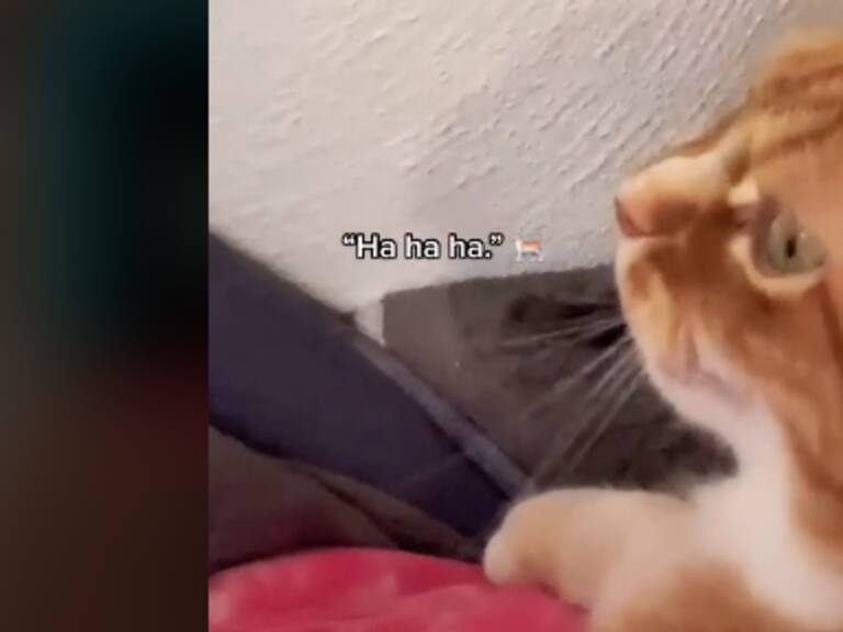 Joven le enseñó a su gato a reírse como humano y fue sensación en TikTok