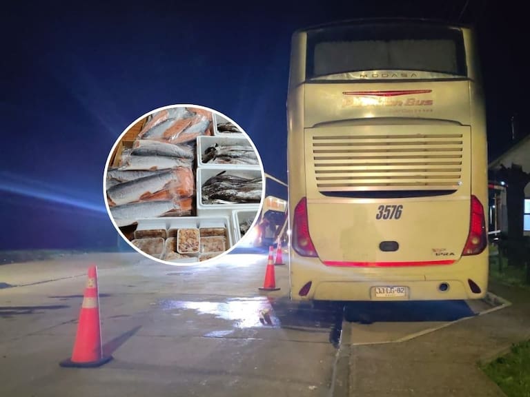 Para Semana Santa: decomisan mariscos y pescados sin cadena de frío en Frutillar que iban a la zona central