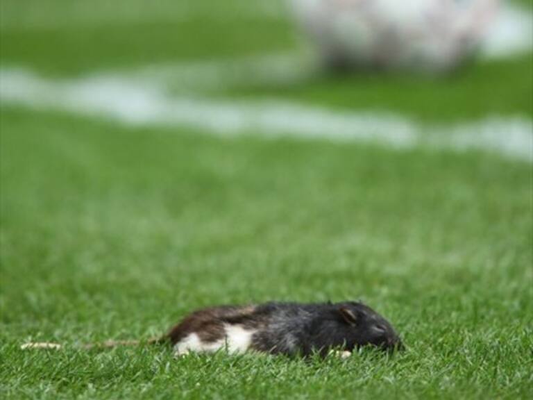 Hinchas lanzaron ratas a la cancha en el clásico de Dinamarca