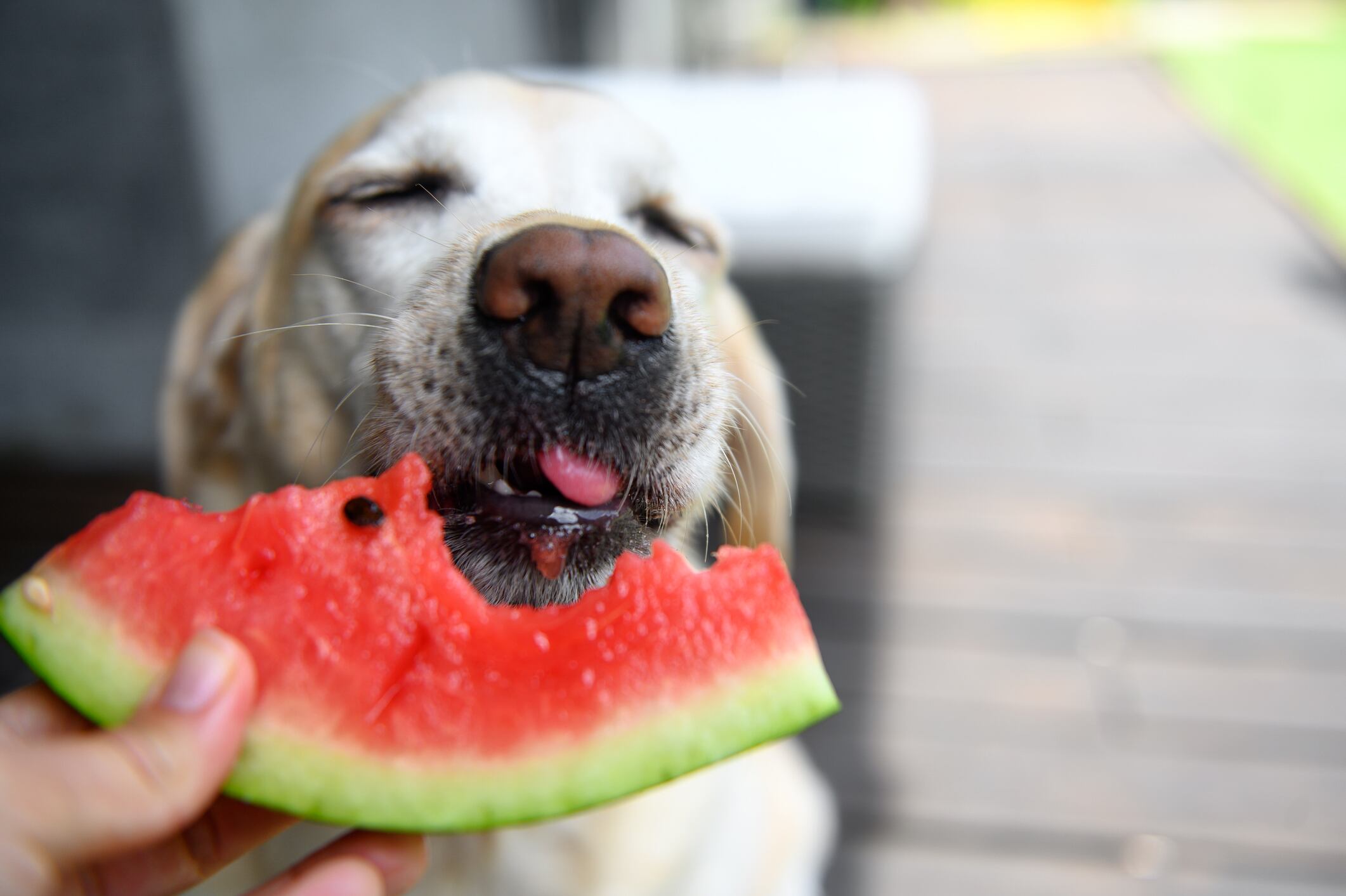 Esta es la lista completa de frutas que pueden comer las mascotas (y todas las que son tóxicas)