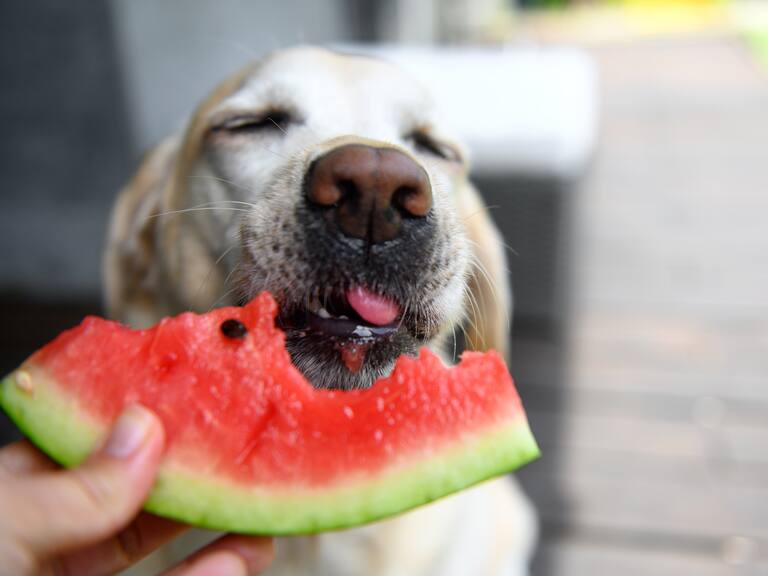 Esta es la lista completa de frutas que pueden comer las mascotas (y todas las que son tóxicas)