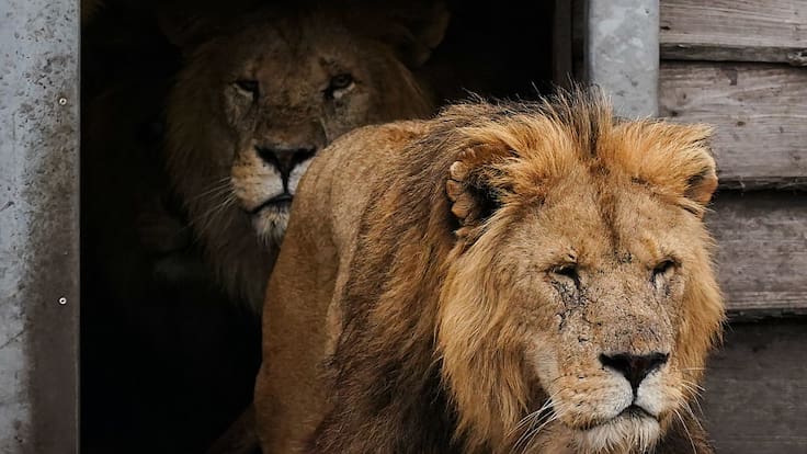 Trabajador muere tras ser atacado por cinco leones en zoológico
