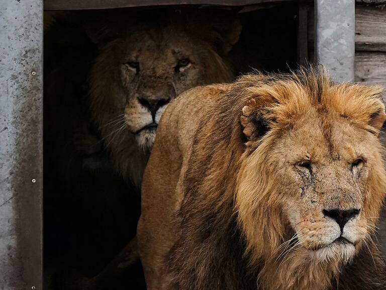 Trabajador muere tras ser atacado por cinco leones en zoológico