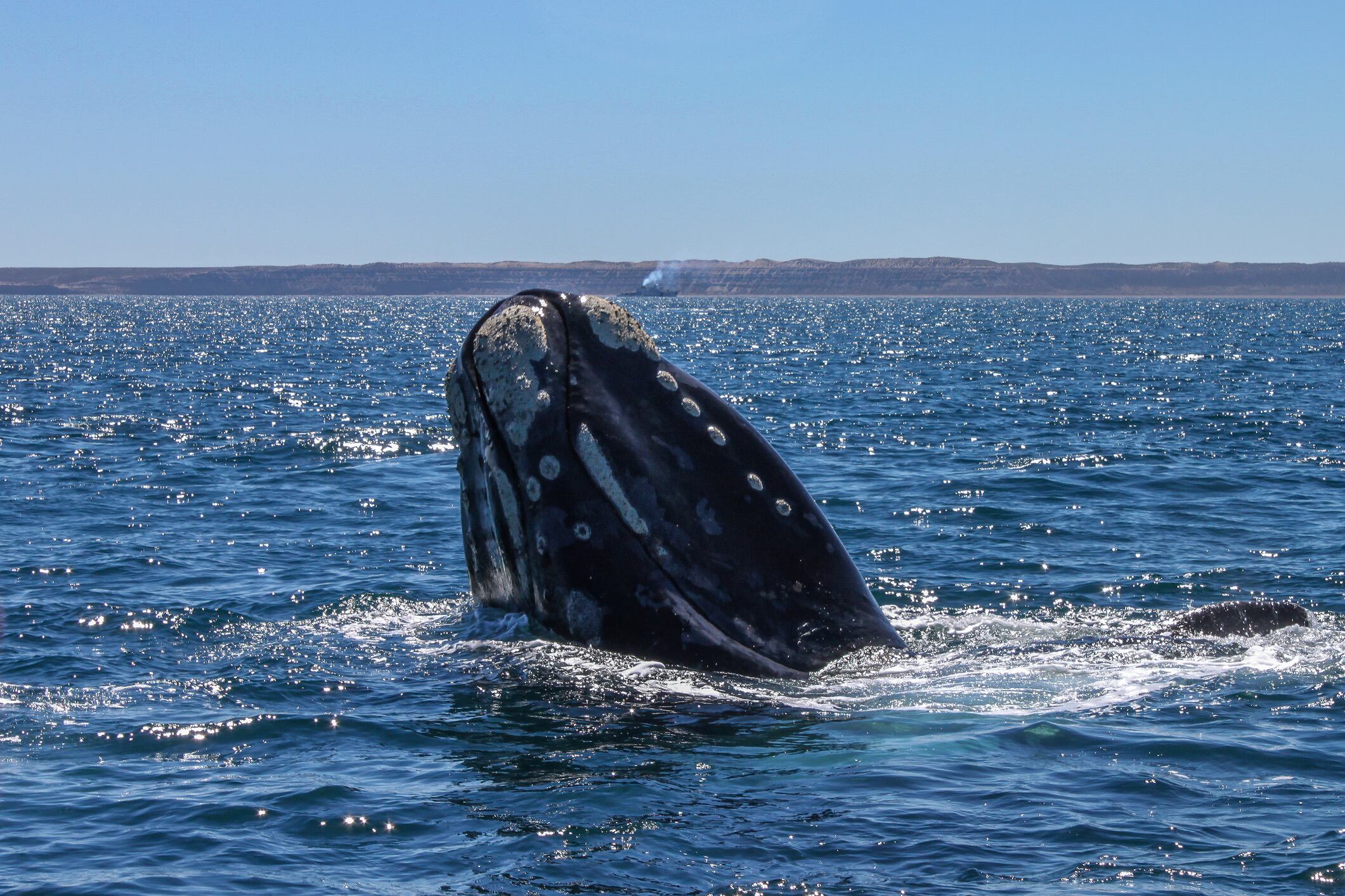 Así son las ballenas franca austral que transitan por las costas de Chile: Sernapesca activó protocolos