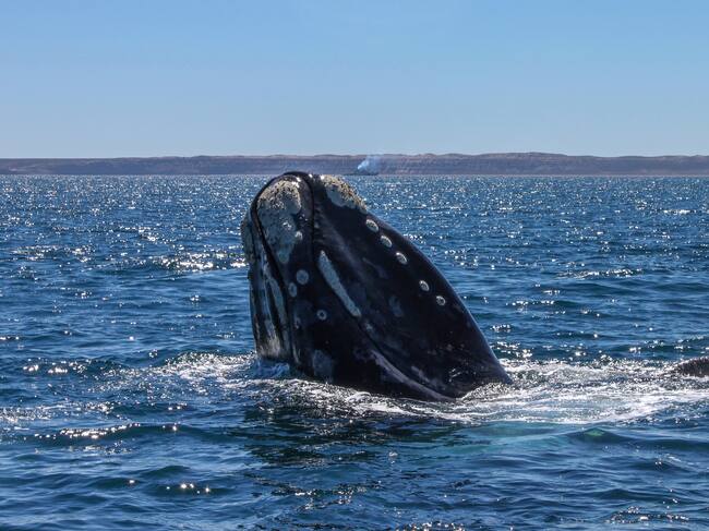 Así son las ballenas franca austral que transitan por las costas de Chile: Sernapesca activó protocolos