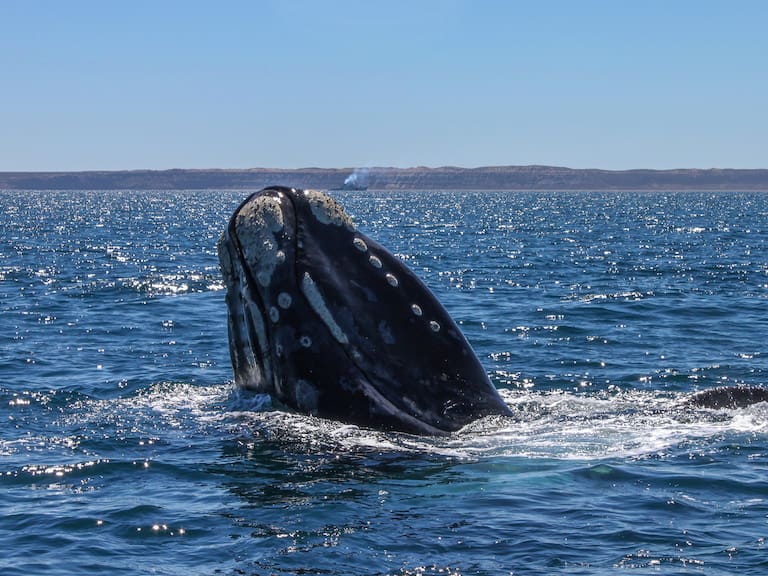 Así son las ballenas franca austral que transitan por las costas de Chile: Sernapesca activó protocolos