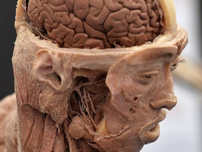 Científicos descubren neurona gigante que podría revelar el origen de la conciencia