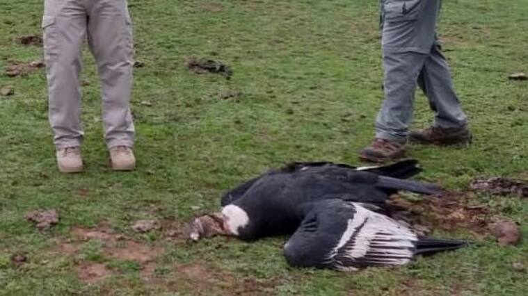 cóndores muertos en San Fernando