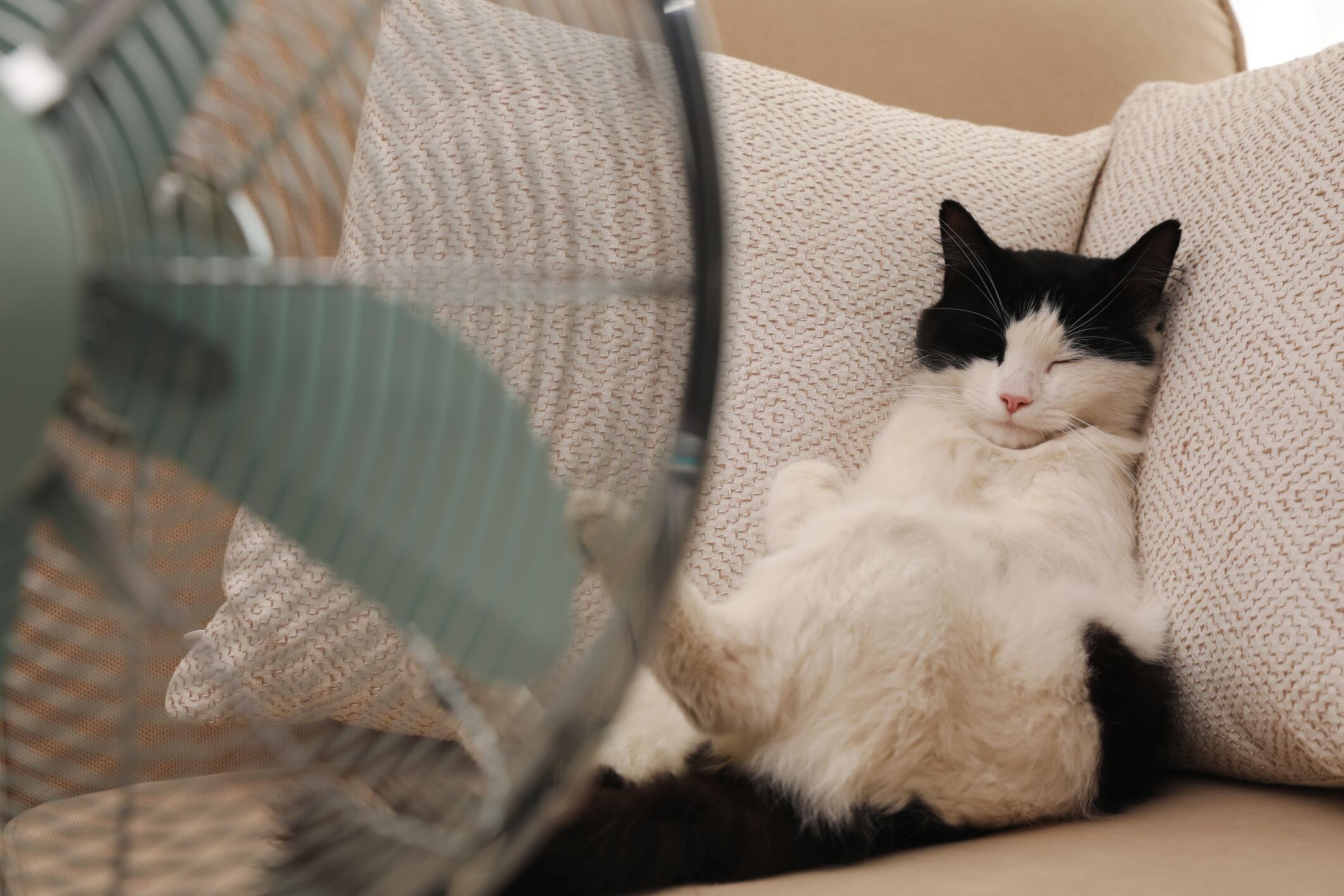 Tras alerta por altas temperaturas: Qué hago si a mi mascota le da un golpe de calor