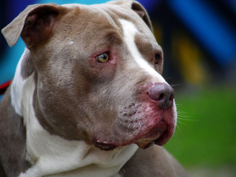 No más cortes de orejas o colas: proyecto busca aumentar sanciones a ley cholito