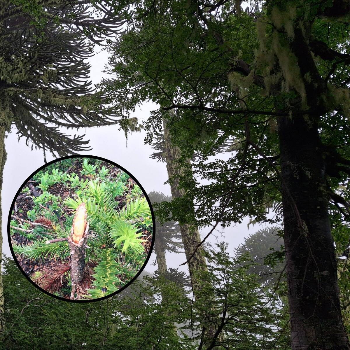 Encontraron ramas cortadas: detectan daños en 22 araucarias jóvenes en sendero ilegal del Parque Nacional Villarrica