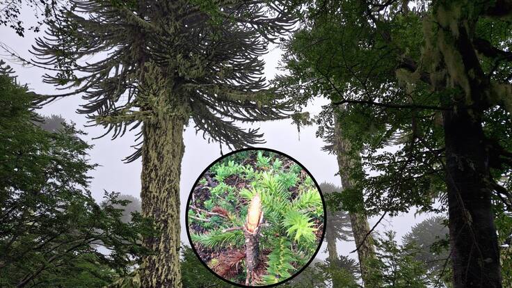 Encontraron ramas cortadas: detectan daños en 22 araucarias jóvenes en sendero ilegal del Parque Nacional Villarrica