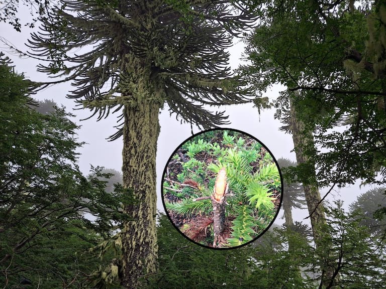 Encontraron ramas cortadas: detectan daños en 22 araucarias jóvenes en sendero ilegal del Parque Nacional Villarrica