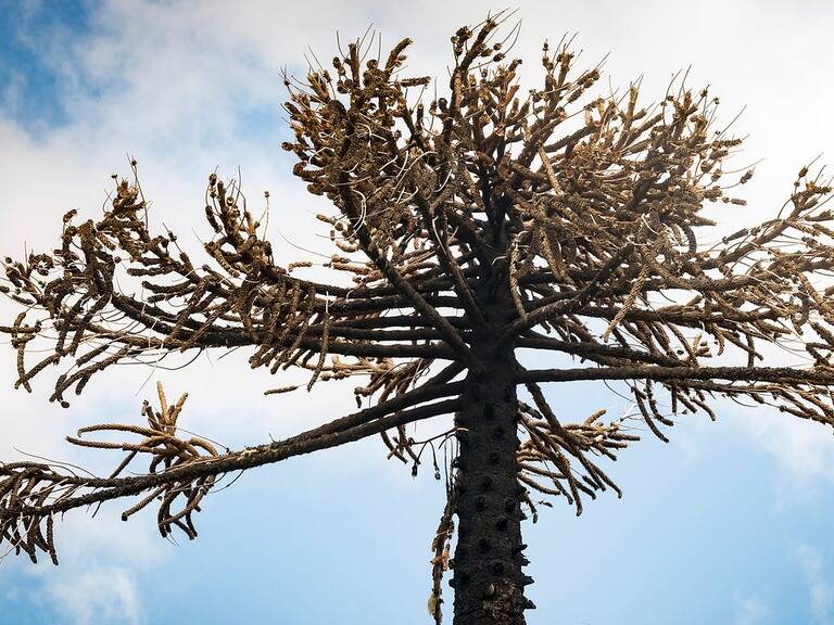 Parlamentarios presentaron oficio a Conaf por la tala de araucarias en el Parque Nacional Nahuelbuta