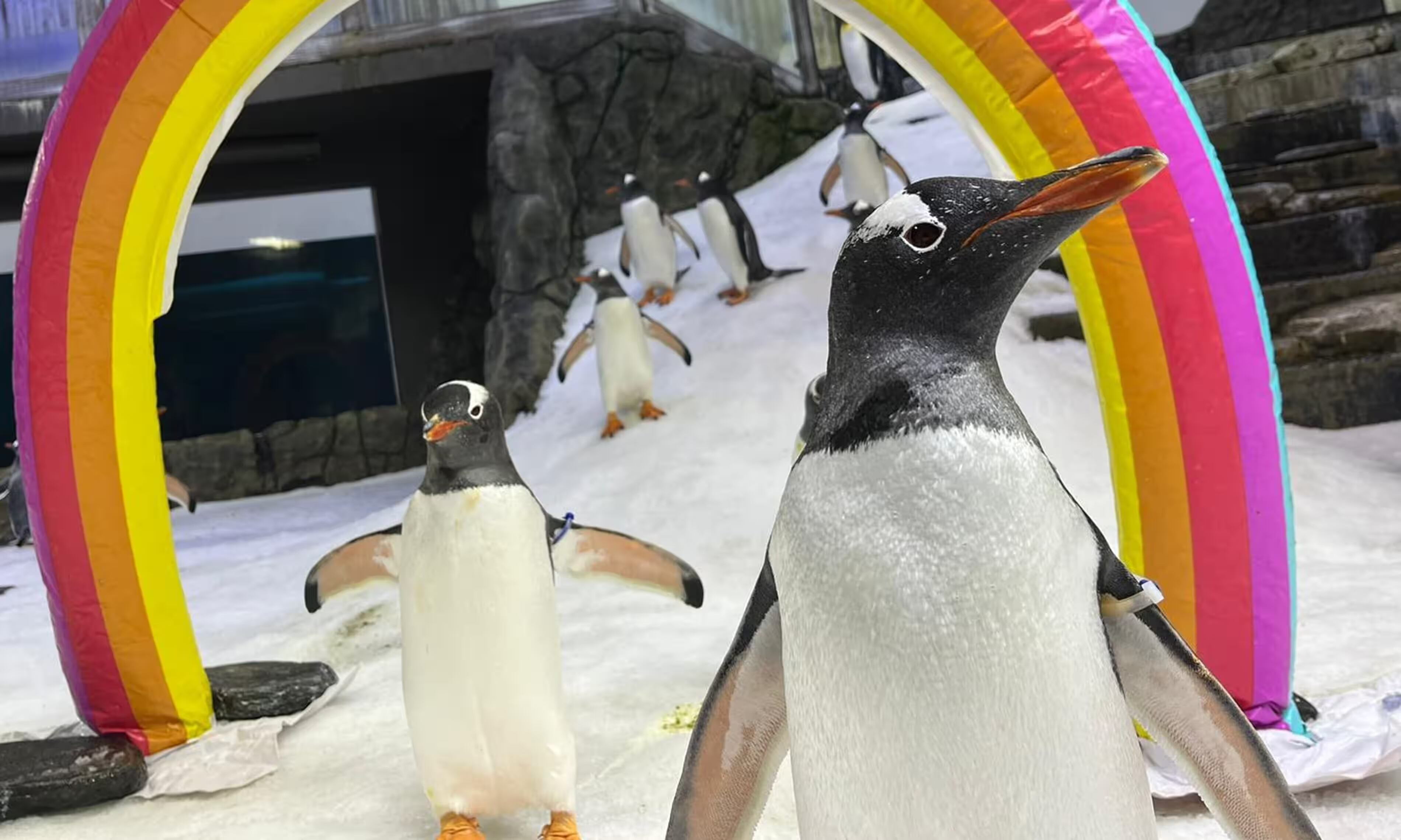 Sphen y Magic, la pareja de pingüinos gay que estuvo junta por 12 años en un acuario de la ciudad de Sídney en Australia.