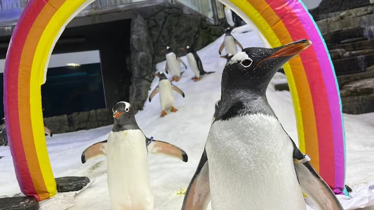 Muere Sphen, pingüino gay que logró adoptar a dos polluelos junto a su pareja en Australia